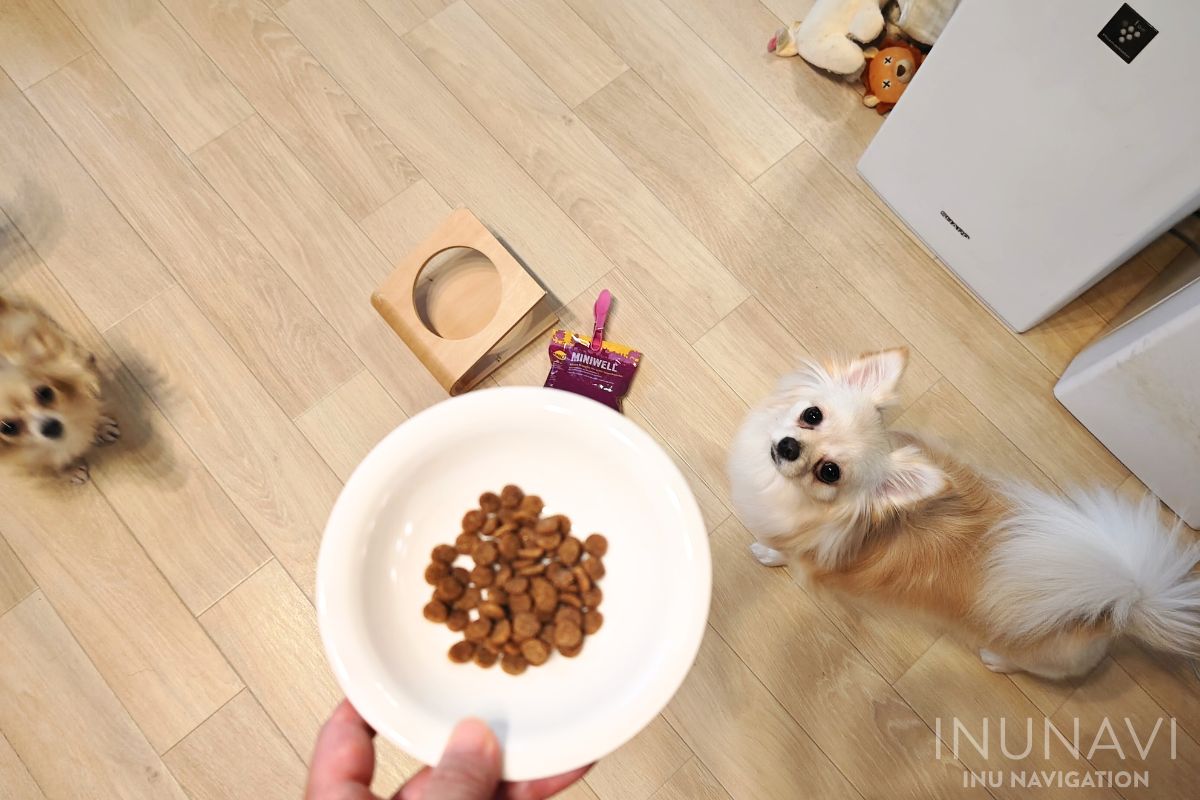 ジョセラ　ドッグフード ミニウェルの入った器を見る愛犬